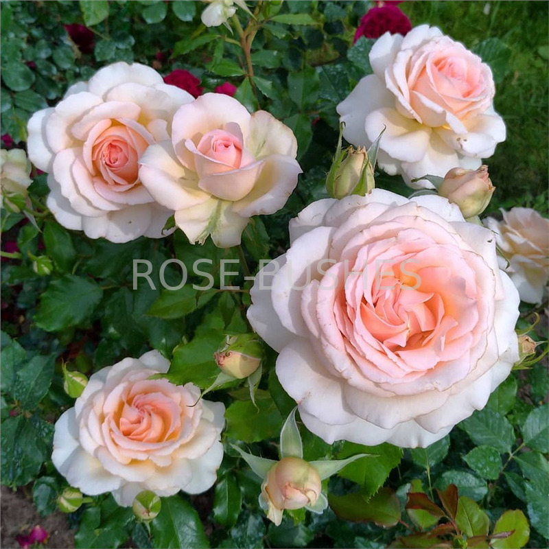 ������ �����. Chandos Beauty. (��)